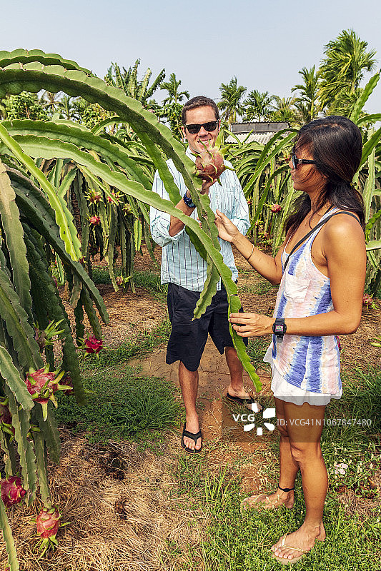 越南火龙果图片素材