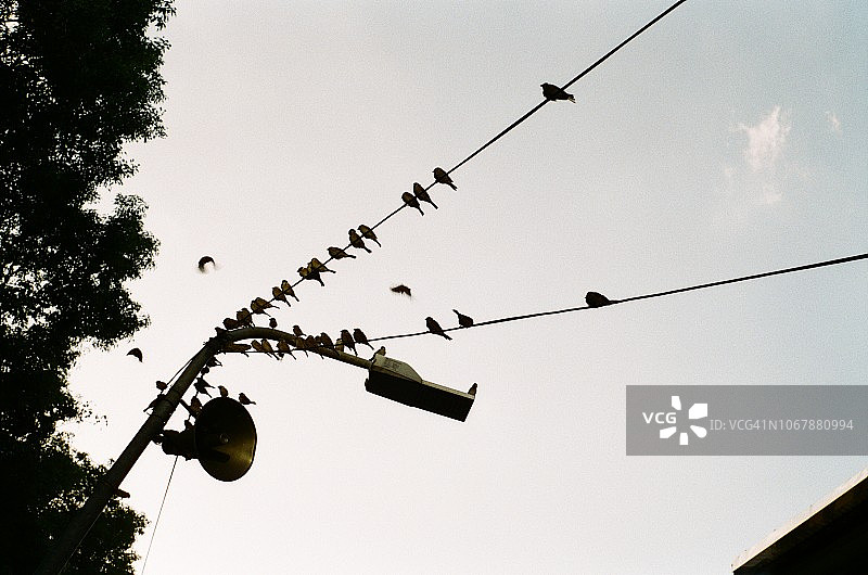 电线杆和电线上的鸟儿图片素材