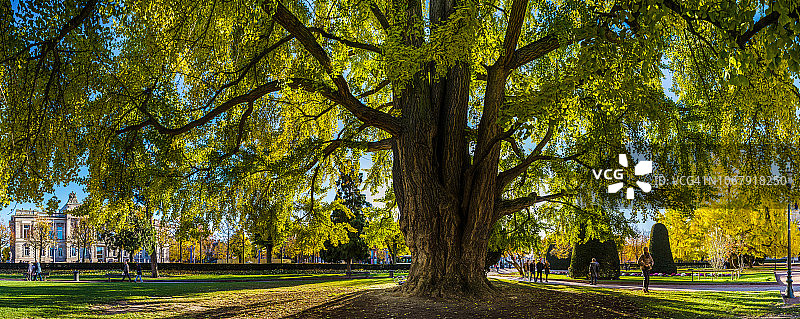 斯特拉斯堡共和国广场的巨大银杏树，被称为歌德树，有黄色叶子，全景，法国图片素材