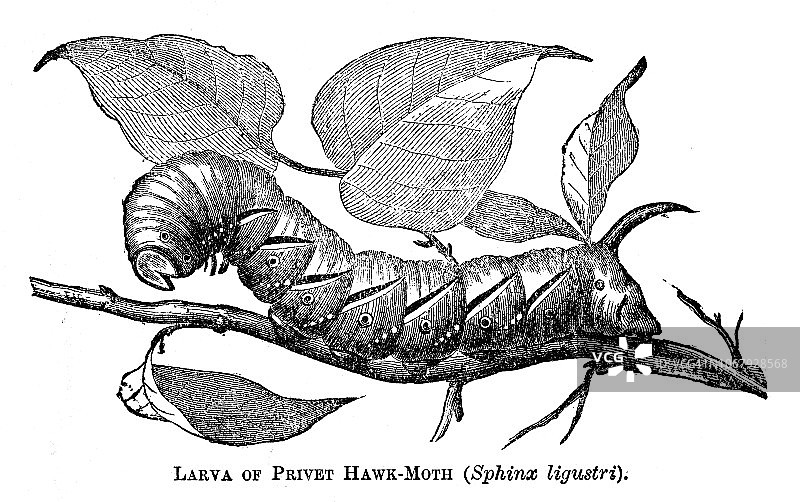 女贞鹰蛾幼虫图片素材