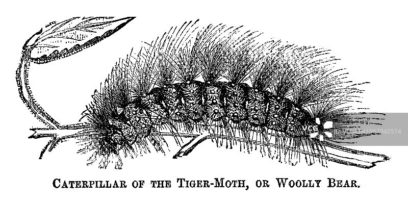 虎蛾幼虫图片素材