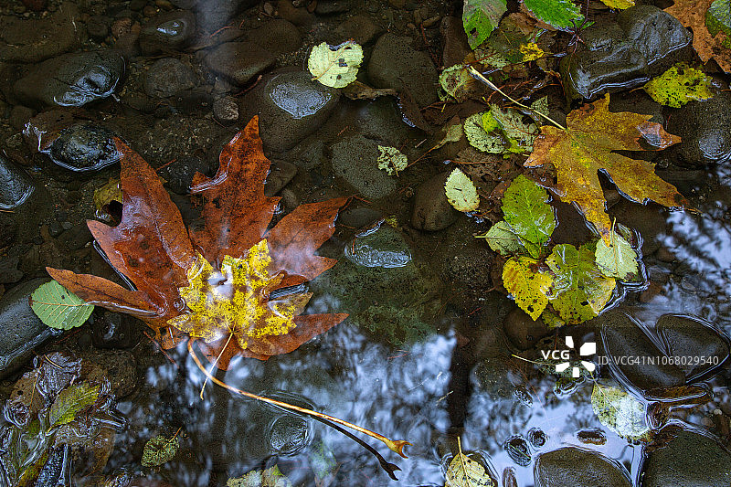 漂浮在清澈水中的黄色和棕色秋叶特写图片素材
