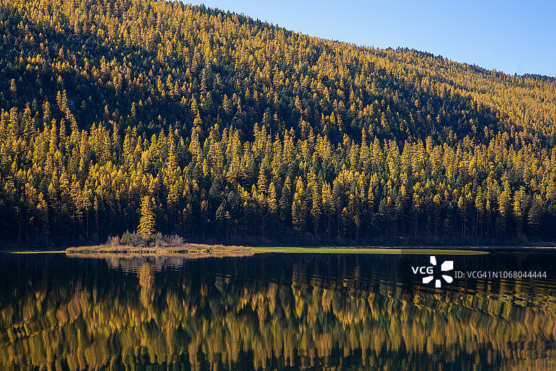 日出时平静的湖面映衬着金黄色的落叶松图片素材