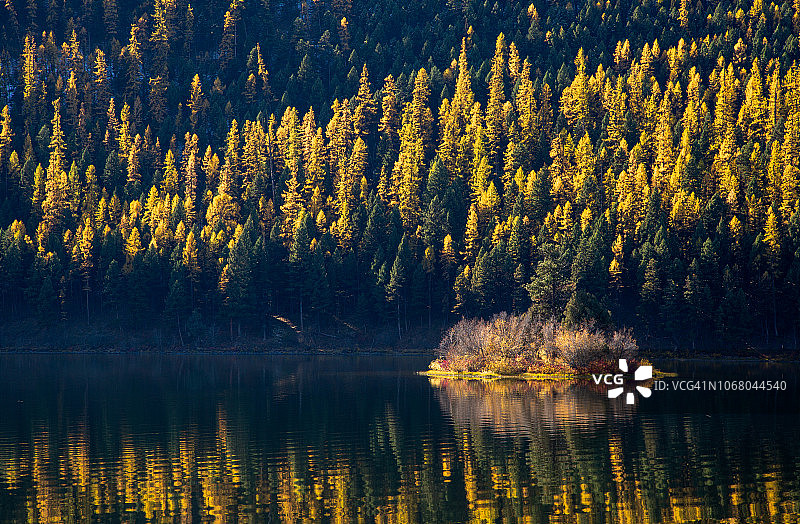 日出时平静的湖面映衬着金黄色的落叶松图片素材
