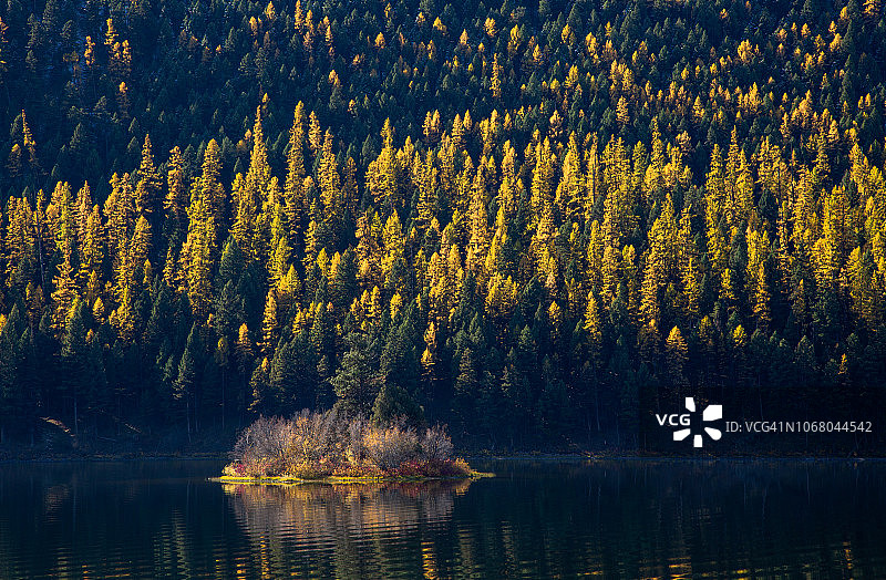 日出时平静的湖面映衬着金黄色的落叶松图片素材