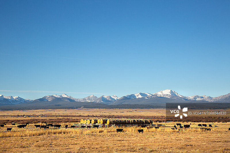 金色草原上安格斯黑牛和干草捆的广角镜头，远处是雪山图片素材