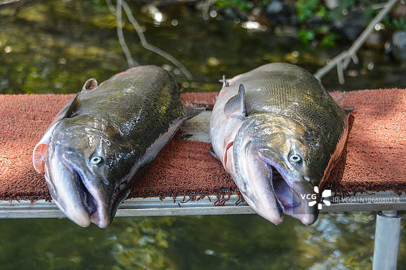 两条新鲜捕获的奇努克鲑鱼待清理图片素材