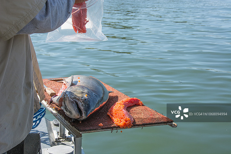 在加利福尼亚州奥罗维尔郊外的羽毛河捕捞奇努克三文鱼时，取出三文鱼卵图片素材