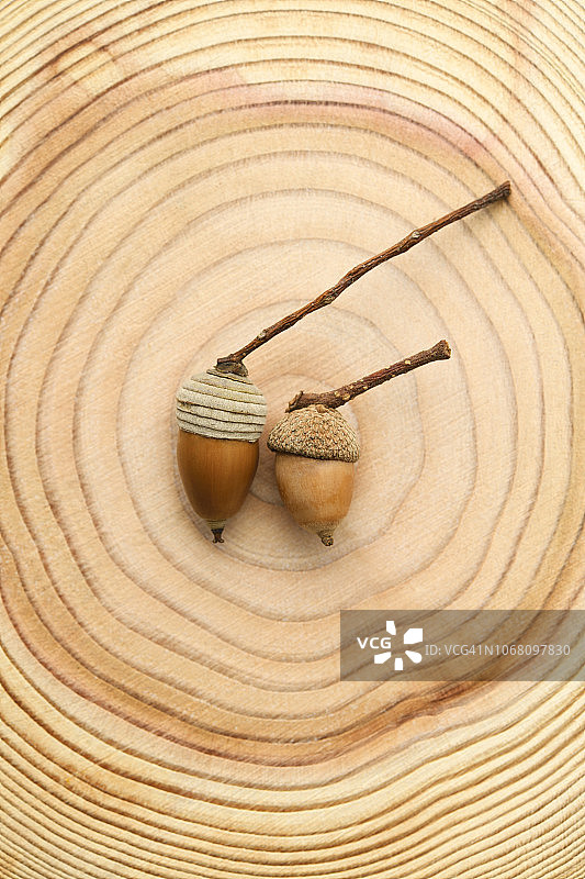 树上橡子的横截面俯视照片图片素材