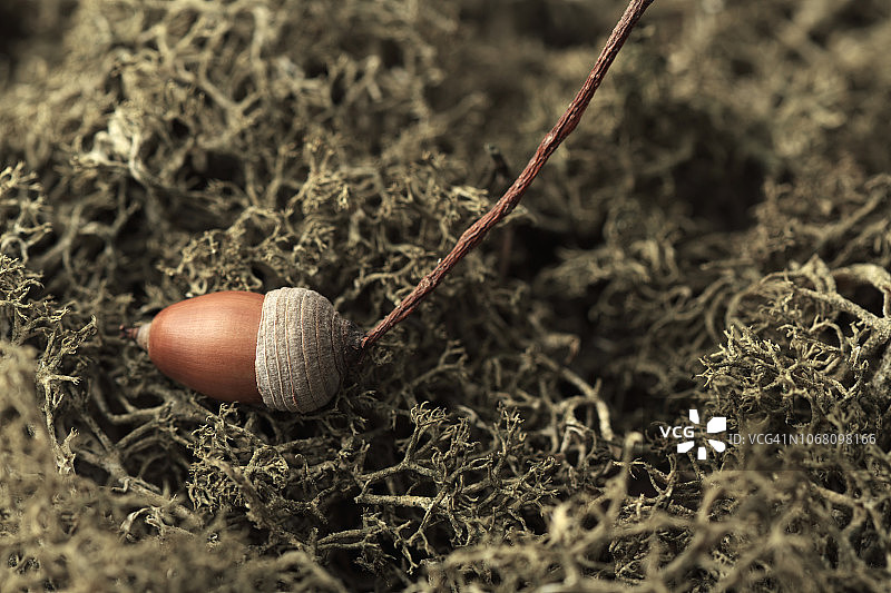 苔藓上的橡子高角度视图图片素材