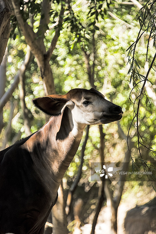 㺢㹢狓图片素材