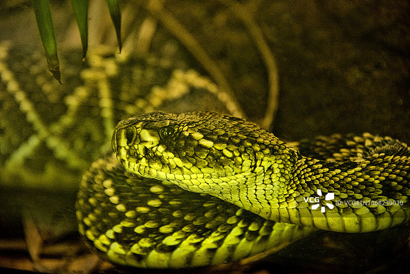 东方菱背响尾蛇图片素材