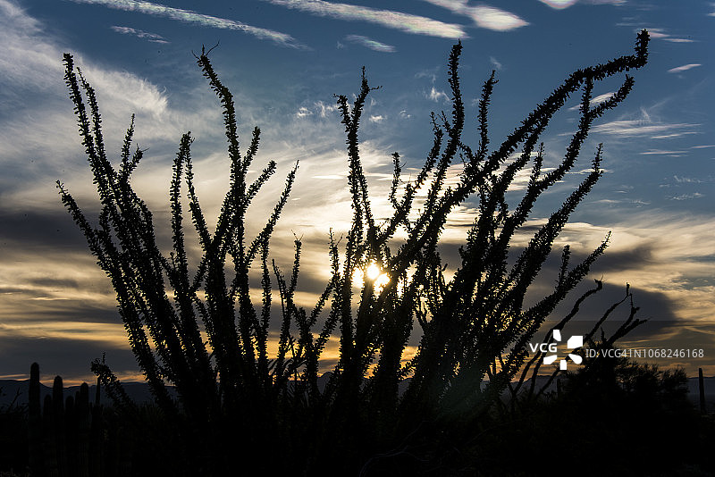 奥科梯洛树图片素材