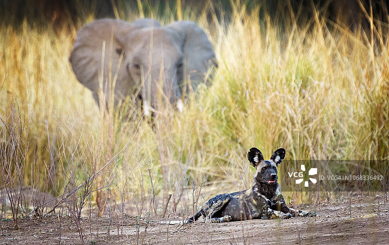 津巴布韦马纳潭国家公园：大象与非洲野犬图片素材