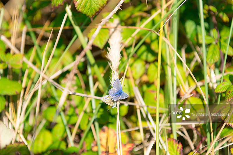 夏日蝴蝶图片素材