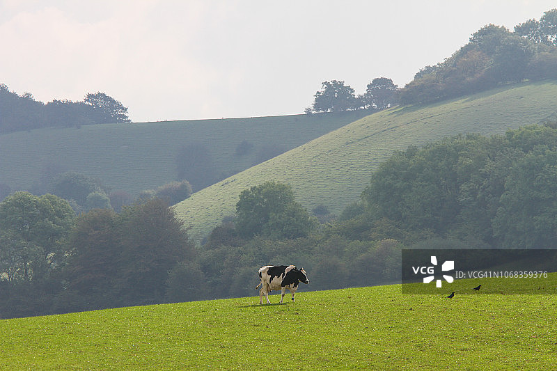 南丘国家公园的奶牛图片素材