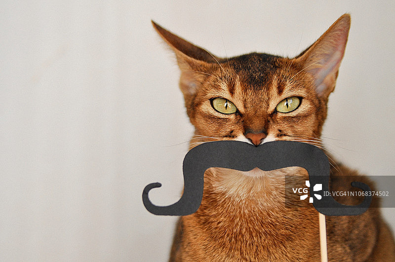 阿比西尼亚猫，戴着纸质胡子，白色背景，宠物猫特写图片素材