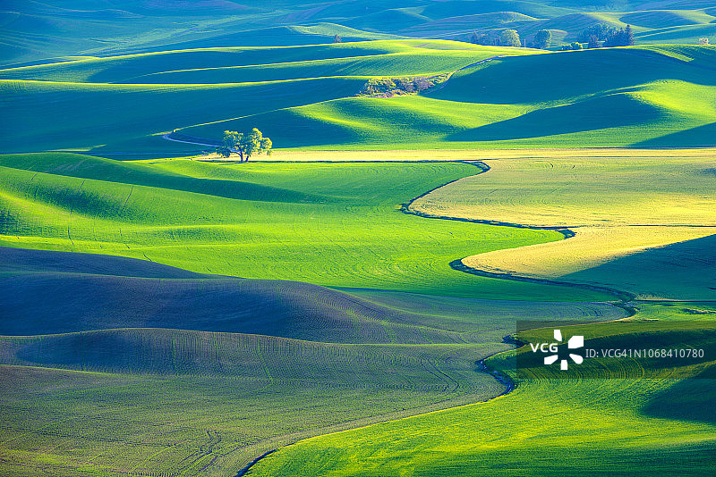 孤独的树图片素材