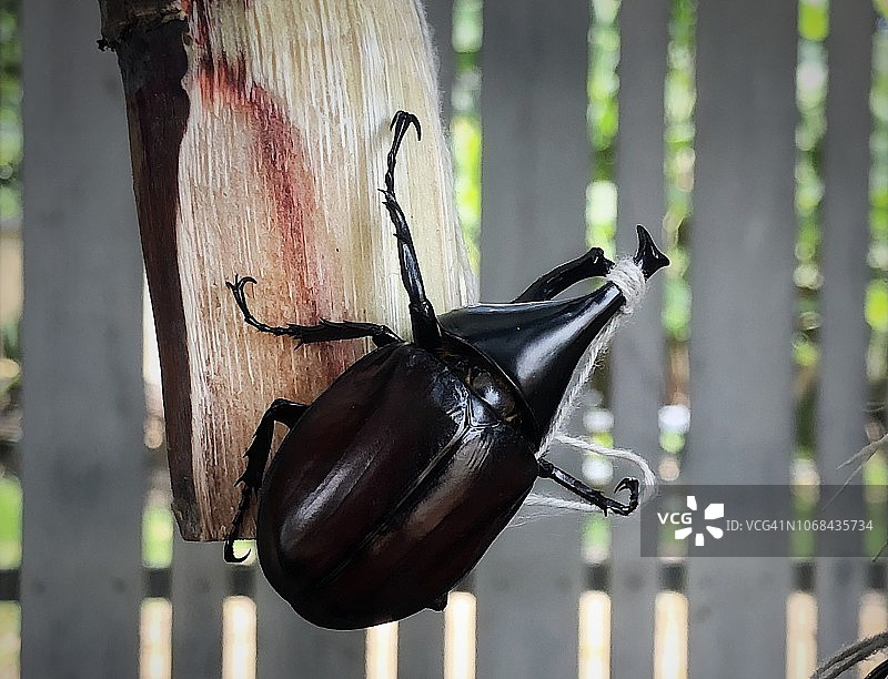 战士昆虫：犀金龟科图片素材