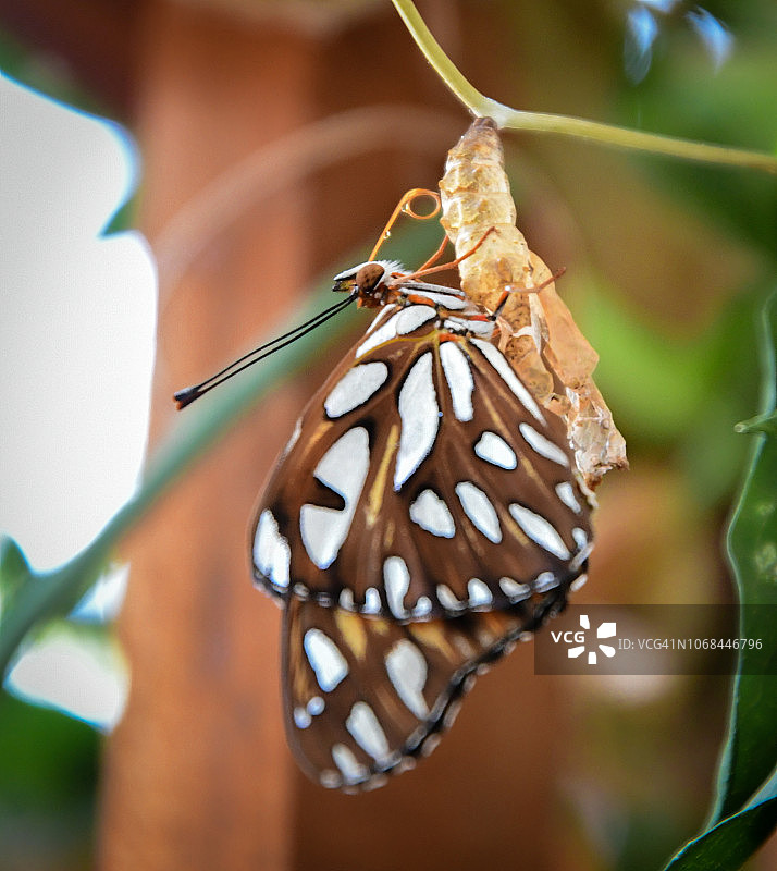 银斑蝶从西番莲寄主植物的茧中 emerging图片素材