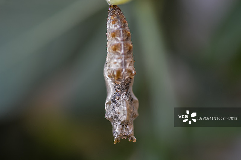 墨西哥湾蛱蝶的茧悬挂在寄主植物西番莲上图片素材