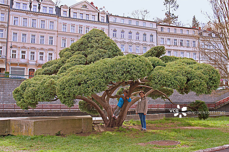 在捷克卡罗维发利泰普拉河岸边爬树的女孩图片素材