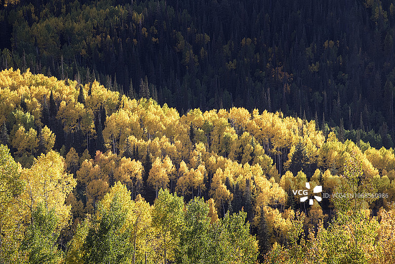 科罗拉多州西部，格兰德梅萨，格兰德梅萨国家公园，白杨树图片素材