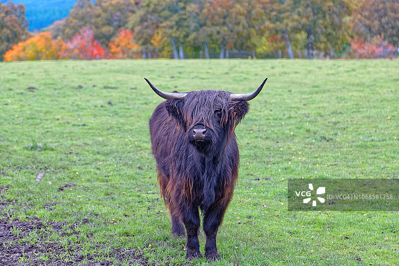 高地牛正面照图片素材