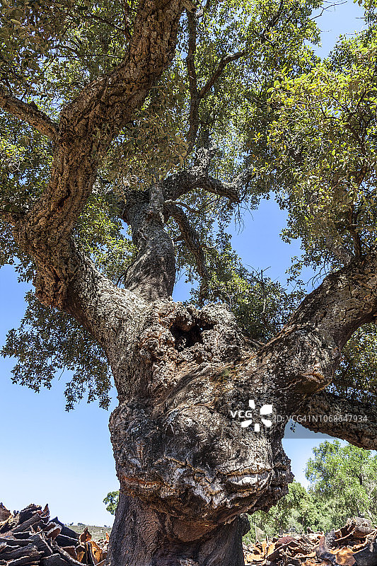 老栓皮栎树和栓皮栎树皮堆图片素材