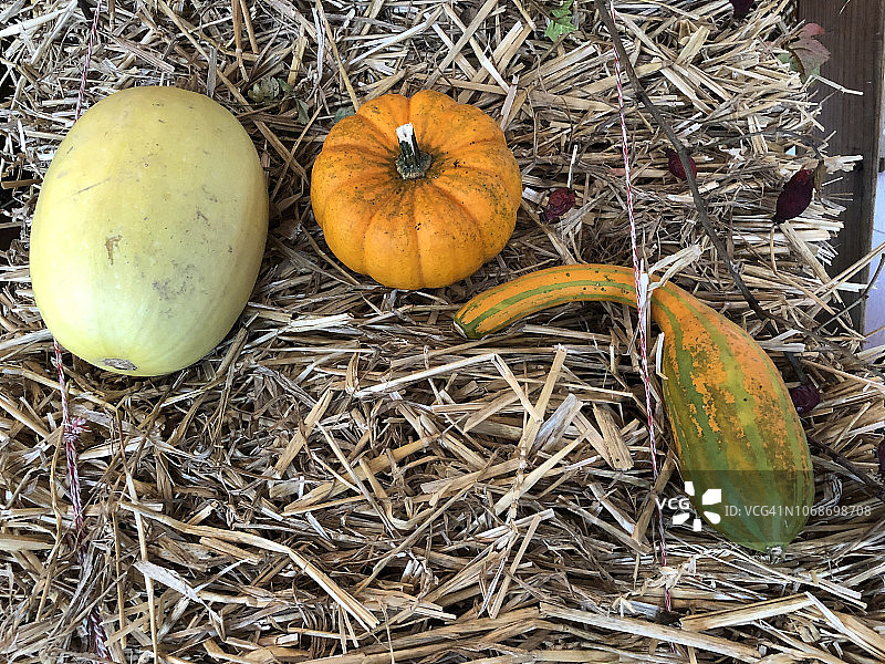 西葫芦意面图片素材