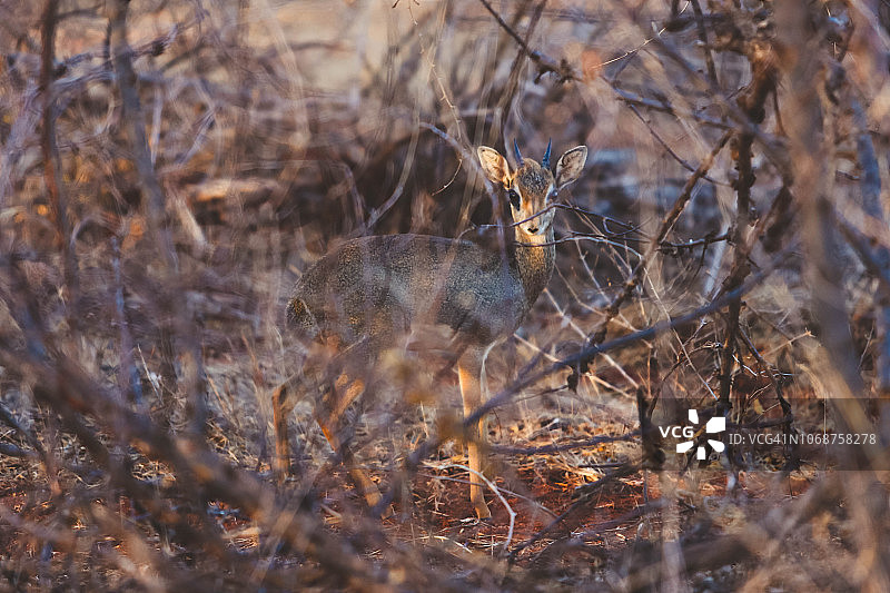 小羚羊图片素材