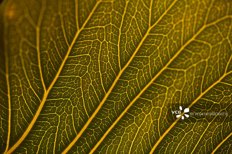 叶子图案图片素材