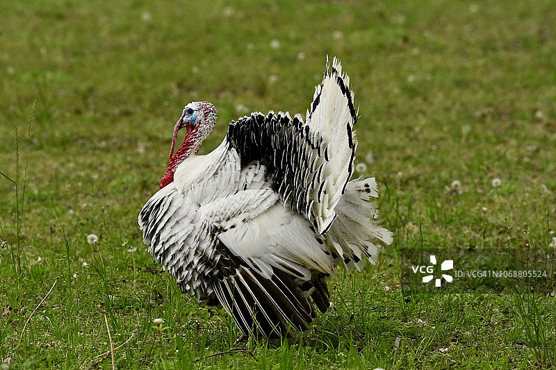 德克萨斯州的汤姆火鸡图片素材