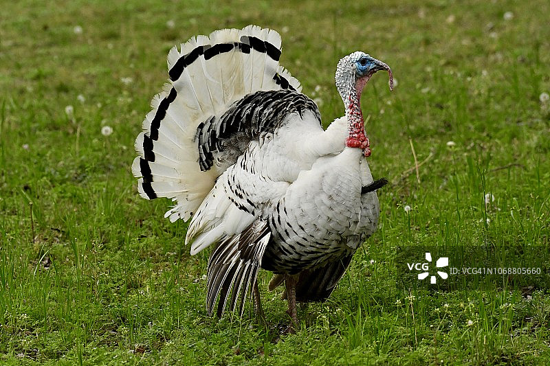 春天草地上的皇家棕榈火鸡图片素材