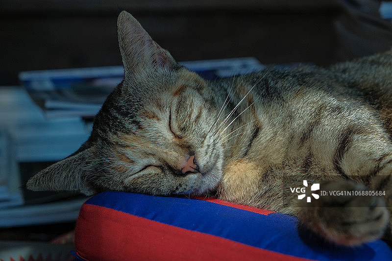 睡觉的猫图片素材