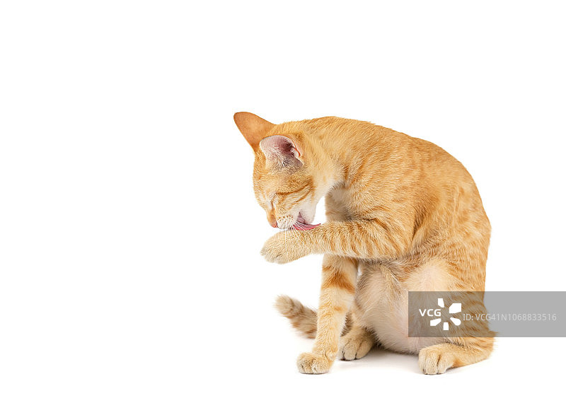 姜黄色虎斑小猫肖像：舔爪子上的毛，白色背景图片素材
