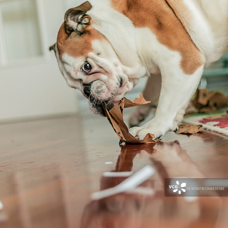 小狗啃咬纸板箱图片素材