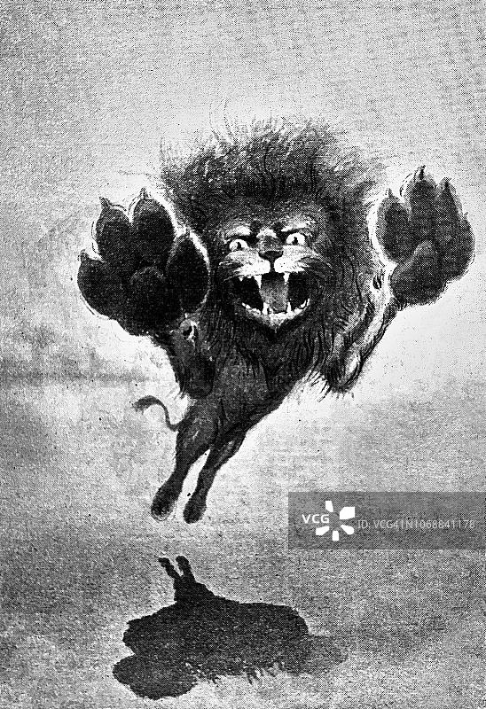 野生小猫 - 1896年图片素材