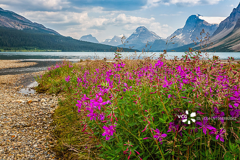 下野禽湖和柳兰图片素材