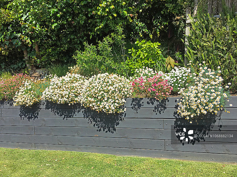 家庭花园后院图片素材