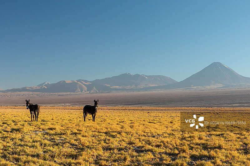 阿塔卡马沙漠，智利，安第斯山脉，南美洲图片素材