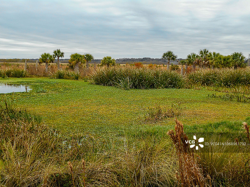 佛罗里达州盖恩斯维尔的斯威特沃特湿地保护区图片素材