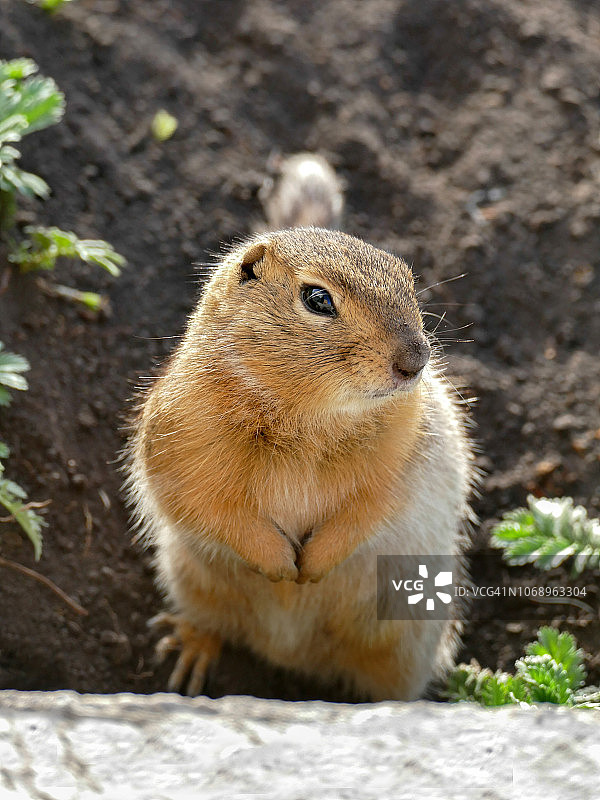 蒙古旱獭图片素材