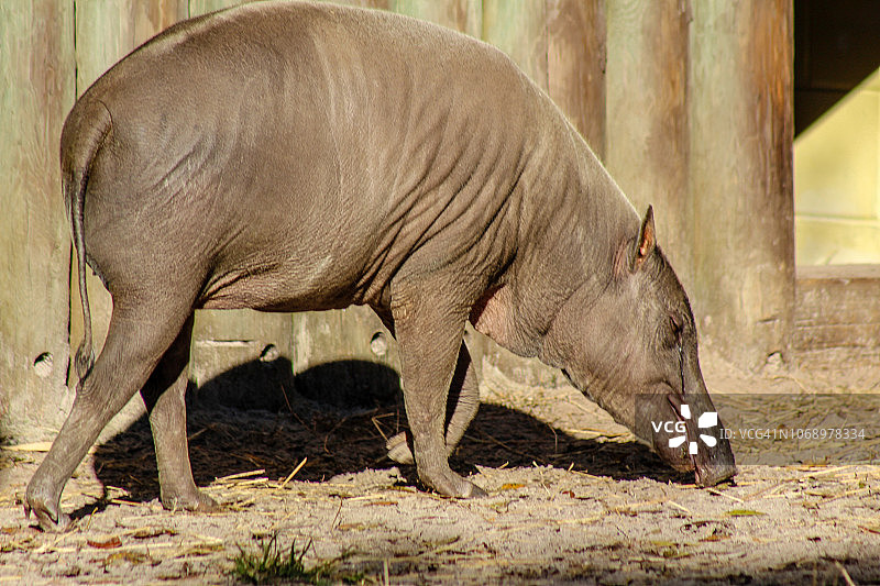成年鹿豚图片素材