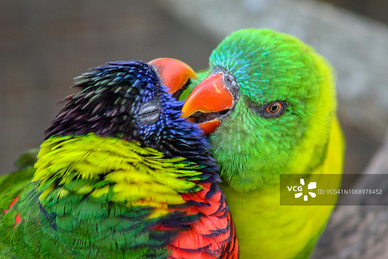 彩色鹦鹉图片素材