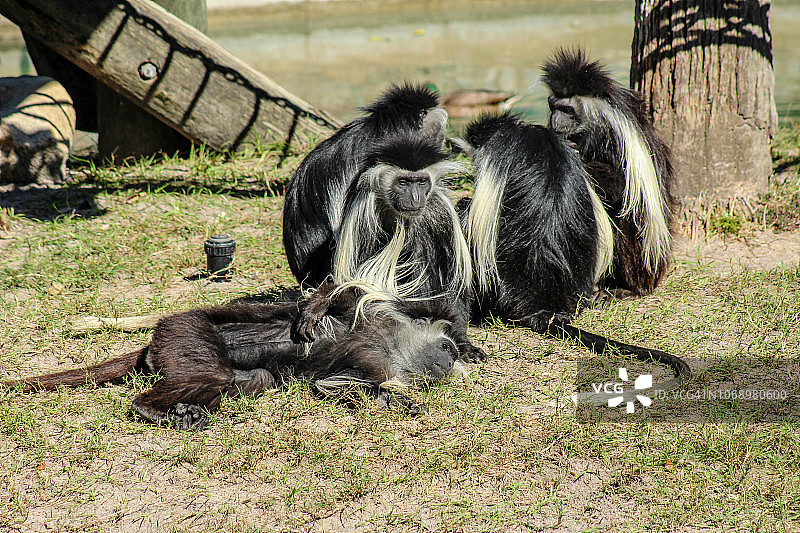安哥拉疣猴图片素材