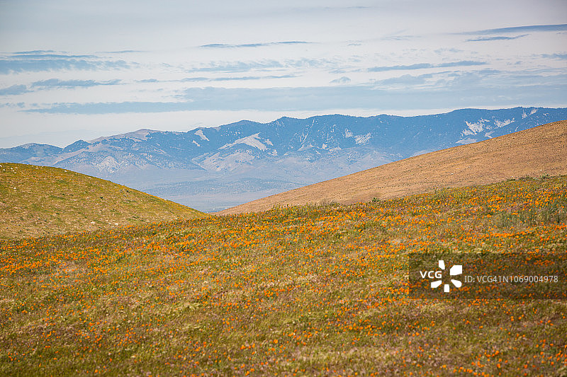 羚羊谷加州罂粟保护区州立自然保护区图片素材