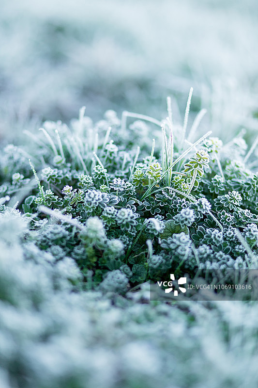 霜图片素材
