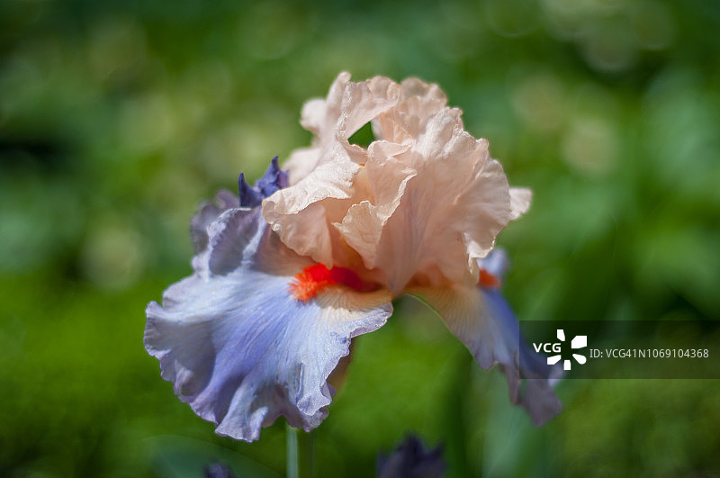 法国康康舞鸢尾花图片素材