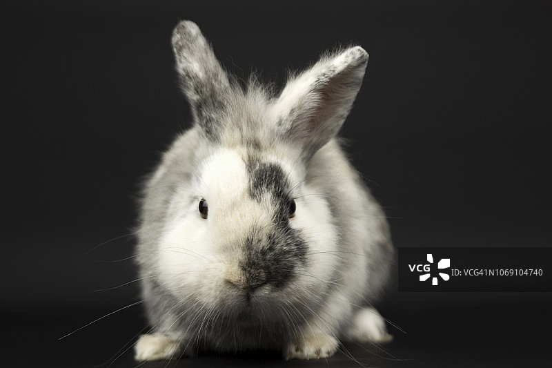 黑色背景上的兔子图片素材
